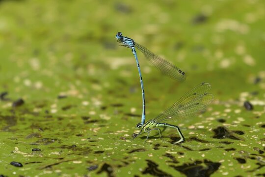 Common blue damselfly (Enallagma cyathigerum) adult male and female insects mating on a Water lily plant leaf on a pond in the summer, England, United Kingdom