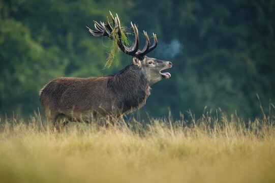 Tube transmitter red deer ( Cervus elaphus) with grass in antlers in the rut, Klamptenborg, Copenhagen, Denmark