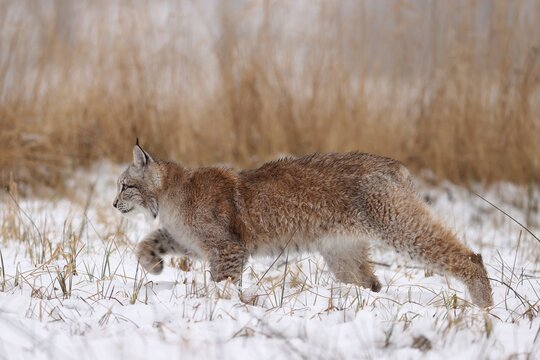 Eurasian lynx (Lynx lynx) creeping among grasses in winter, Czech Republic
