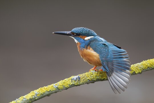 Common kingfisher (Alcedo atthis) adult male bird stretching its wing on a tree branch, England, United KIngdom