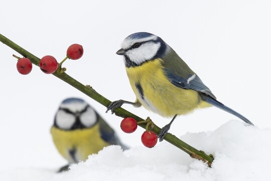 Blue tit (Cyanistes caeruleus) in the snow, Vechta, Lower Saxony, Germany