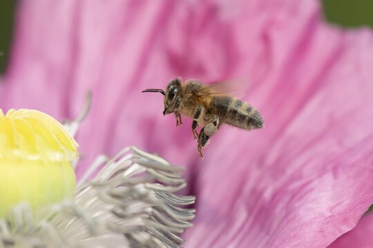Honey bee (Apis mellifera) adult insect flying towards a garden poppy flower in summer, England, United Kingdom