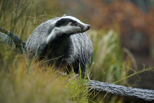 European badger (Meles meles), on the bank by a pond, Czech Republic