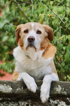 Dog, English Shepherd looking over a wall in a garden, Alsace, Grand Est, France