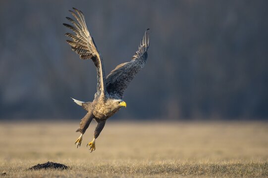 Soaring adult white-tailed eagle (Haliaeetus albicilla) in winter, Kutno, Poland