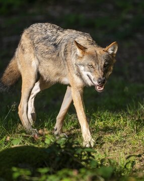 Wolf (Canis lupus) running through its territory, captive, Bavarian Forest National Park, Bavaria, Germany