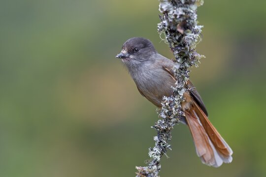 The home of the unlucky jay (Perisoreus infaustus) is the large coniferous forests of the northern hemisphere, autumn, autumn colours, lichens, Sweden