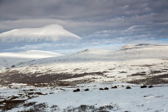 A group of musk oxen (Ovibos moschatus) rests relaxed in the winter tundra, in the sky a cloud imitates another mountain peak, winter, snow, cold, tundra landscape, October, Norway