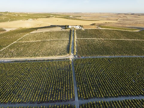 The La Canariera vineyard of the Bodega Gonz&aacute;lez Byass near the town of Jerez de la Frontera. Aerial view. Drone shot. C&aacute;diz province, Andalusia, Spain