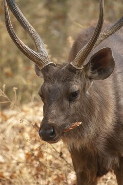 Sambar deer (Rusa unicolor) adult male buck eating a piece of bark, Bandhavgarh, Madhya Pradesh, India