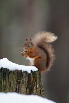 Red squirrel (Sciurus vulgaris) adult animal feeding on a nut on a tree stump covered in snow in winter, Scotland, United Kingdom