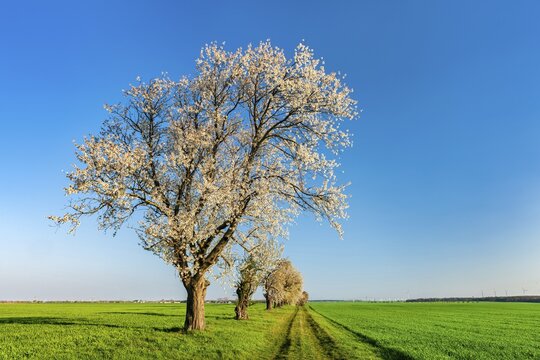 Cultural landscape in spring, blossoming cherry trees on the field path under a blue sky, endless green fields, Burgenlandkreis, Saxony-Anhalt, Germany