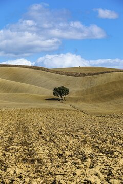 Single tree in hilly fields, against blue sky and white clouds, near Monteroni dArbia, Tuscany, Italy