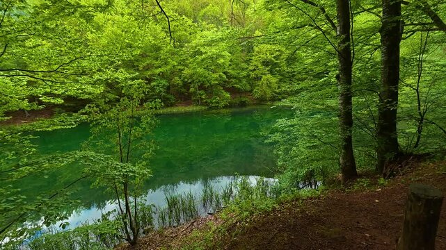Lush green trees frame a serene, emerald lake. Grza River Spring, Serbia