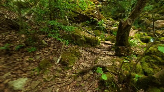 Mossy stones gleam under soft forest light. Grza River Spring, Serbia