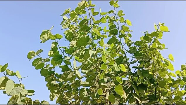 Lasura Tree with Green Leaves, Cordia Myxa Growing in Natural Environment