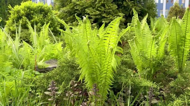 Young Fern Fronds Swaying in the Wind in a Green City Park. Young fern fronds illuminated by natural sunlight gently sway in the wind in a lush urban park. Fresh green foliage, natural movement.