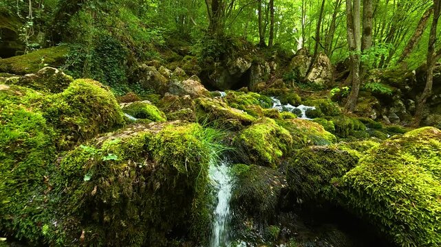 Lush green moss covers every stone and root. Grza River Spring, Serbia
