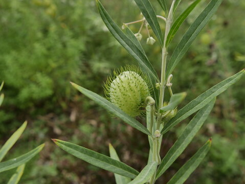 Ballon cotton bush plant with seed pod and flowers. Unusual tropical plant of gomphocarpus physocarpus, with strange texture