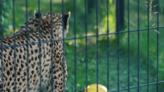 An adult cheetah sits in an enclosure behind metal bars at the zoo. The predatory wild cat looks around and then walks away into the cage.