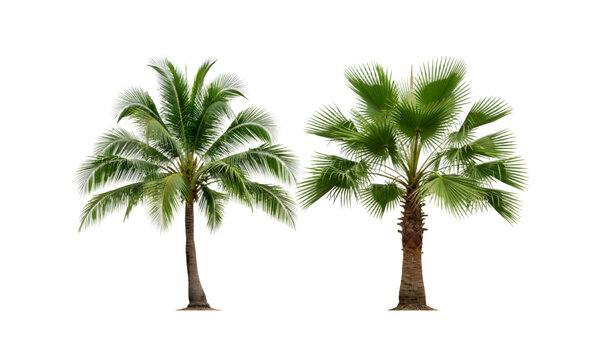 Coconut palm tree on transparency background