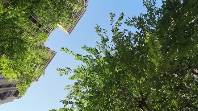 low angle view of high rise residential buildings among green trees under blue sky
