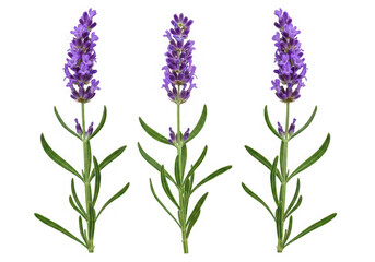Obraz premium Three sprigs of fresh lavender isolated on transparent background