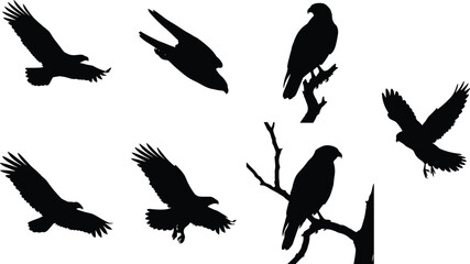 Naklejka premium Eagle Silhouette Collection with Flying Hunting and Perched Bird of Prey Poses