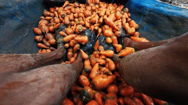 Bogura, Bangladesh - 31 May 2026: View of a large pile of fresh orange carrots being washed by workers in a container in Bogura, Rajshahi Division, Bangladesh.