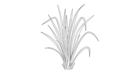 Fototapeta premium Stylized Line Art Drawing of a Tall Grass Plant.