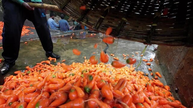 Bogura, Bangladesh - 31 May 2026: View of a worker using a large wooden shovel to move a pile of fresh orange carrots in a local market in Bogura, Rajshahi Division, Bangladesh.