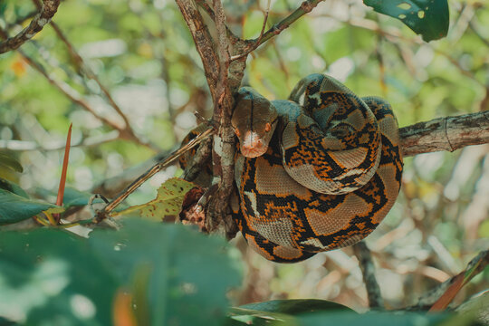 Python snake coiled on tree branch in tropical forest habitat