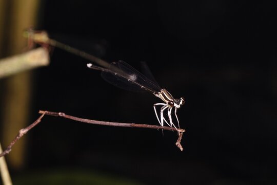 Damselfly