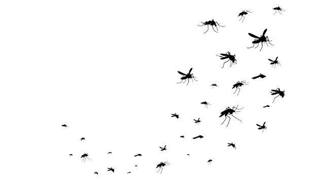 Mosquito swarm black silhouette insects flying graphic