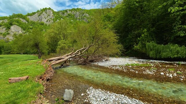 Clear stream flows through green meadow and forest. Gradac River, Serbia