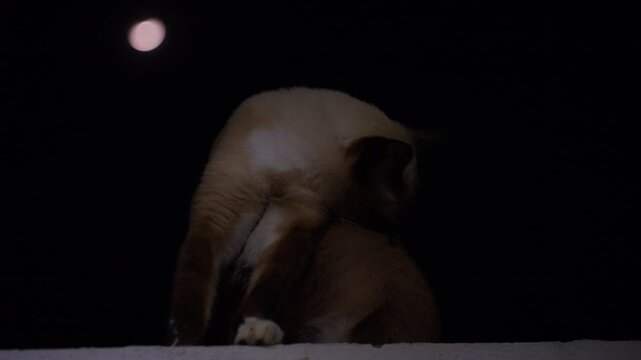 Siamese Cat Grooming Fur at Night With a Bright Moon in the Background. Pet Care, Tranquility and Animal Behavior