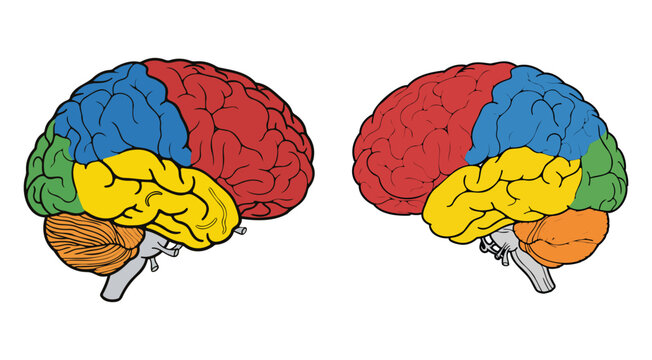 Colorful Human Brain Infographic Lateral View For Science Textbooks 