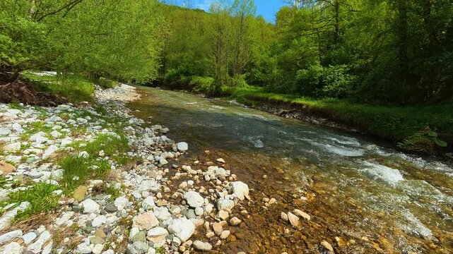 Sunlit stream winds through green forest floor. Gradac River, Serbia