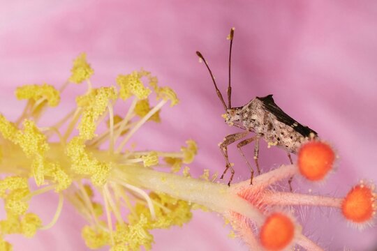 Cletomorpha bug