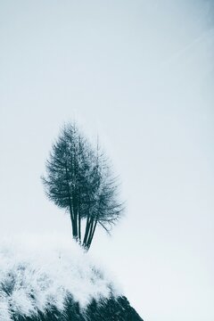 Snow covers a small hill with three trees standing against a clear sky during winter