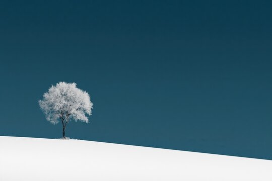 Snowy landscape with a single tree standing against a blue sky during winter