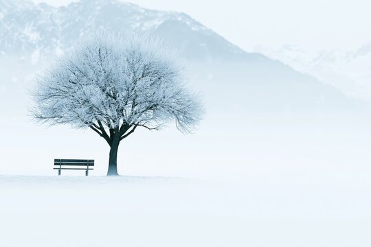 Frost-covered tree stands alone near a bench in a snowy landscape during winter