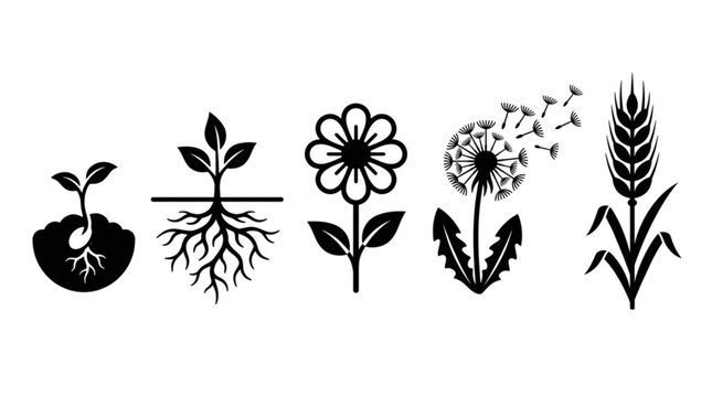 Plant Growth Lifecycle Icon Set Black Silhouette Sprout Flower Dandelion Wheat Vector Illustration