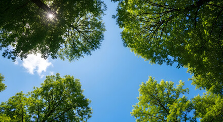 Fototapeta premium Green tree branches reaching toward blue sky with sunburst effect