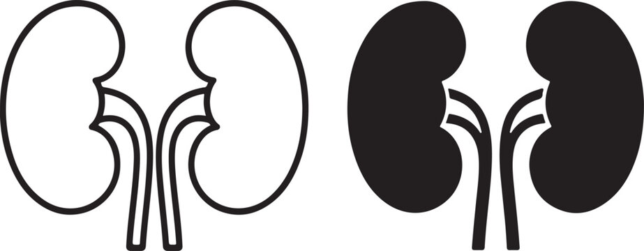 Human kidney anatomy icons in outline and solid black style for medical design