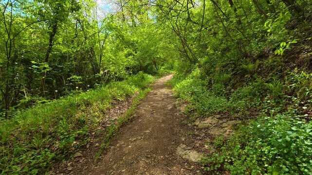 Green forest path winds through thick undergrowth. Gradac River, Serbia