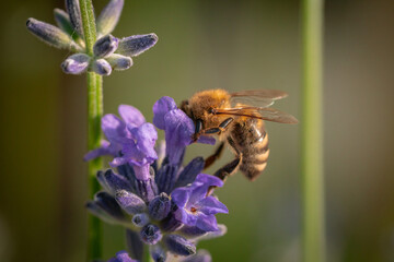 Close-up of a European honey bee (Apis mellifera) pollinating lavender (Lavandula spica) © Filip