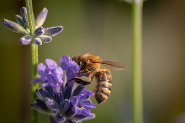 Close-up of a European honey bee (Apis mellifera) pollinating lavender (Lavandula spica) © Filip