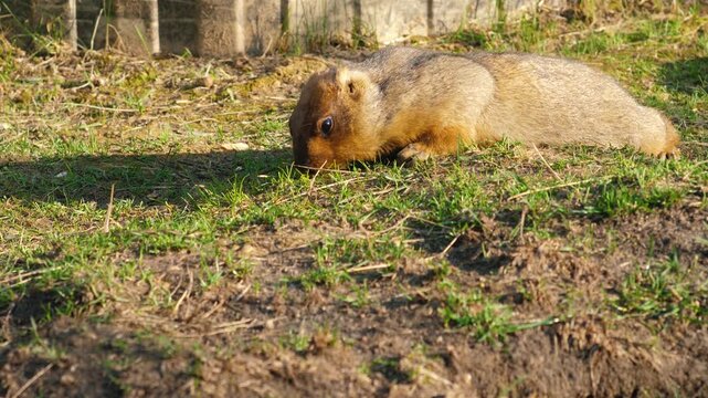 Fluffy marmot lies on the ground and searches for food in the green grass. Close up of a steppe bobak marmot basking under the spring sun in the zoo.
