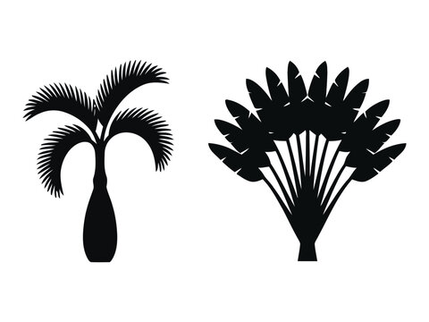 Silhouette of a palm tree and a travelers palm